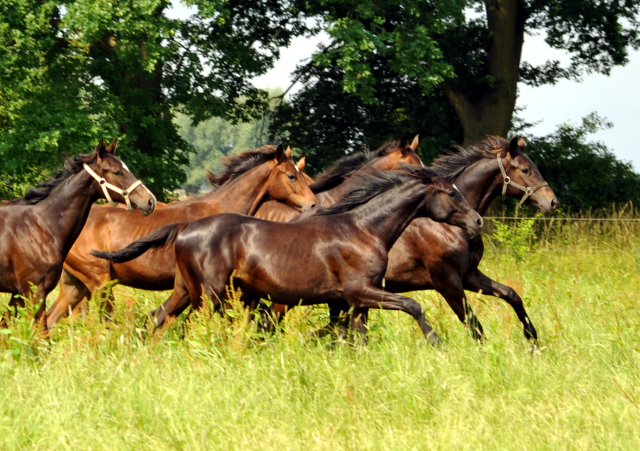 Jhrlingshengste im Gestt Schplitz im Juni 2016 - Foto: Beate Langels -  Trakehner Gestt Hmelschenburg
