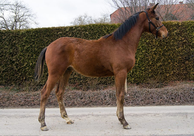 Trakehner Jhrlingshengst von High Motion u.d. PrAw.Heart & Soul W v. Touch my Heart, Foto: @Sabrina Pictures
