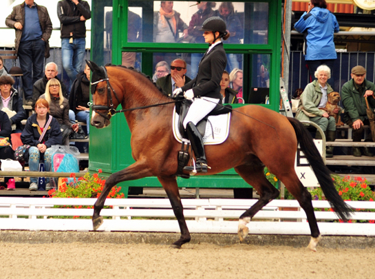 Trakehner Reservesieger HIGH MOTION von Saint Cyr u.d. Hanna v. Summertime - Foto: Beate Langels - Trakehner Gestt Hmelschenburg