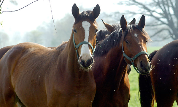 Weideaustrieb der Junghengste, Trakehner Gestt Hmelschenburg