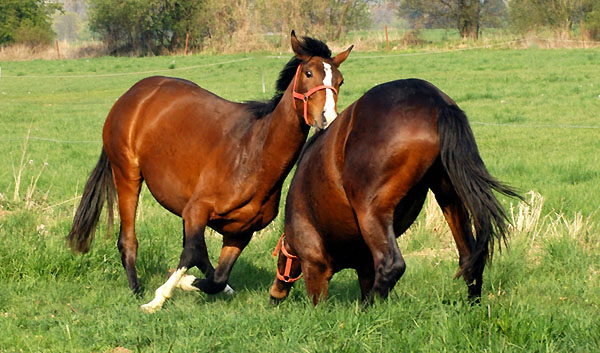 Weideaustrieb der Junghengste, Trakehner Gestt Hmelschenburg