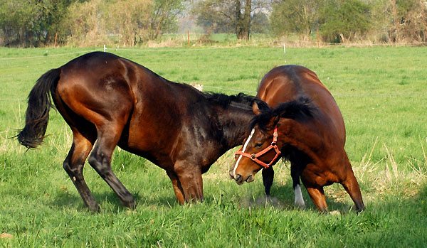 Weideaustrieb der Junghengste, Trakehner Gestt Hmelschenburg