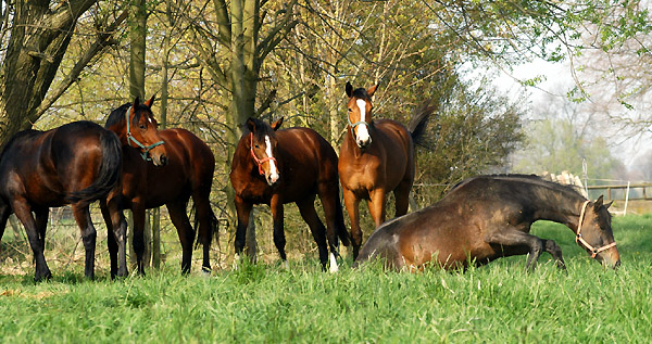 Weideaustrieb der Junghengste, Trakehner Gestt Hmelschenburg