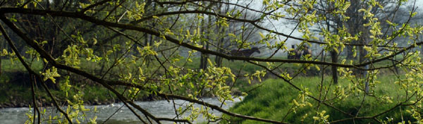 Die Emmer - Trakehner Gestt Hmelschenburg