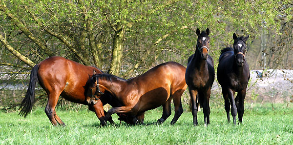 Weideaustrieb der Junghengste, Trakehner Gestt Hmelschenburg