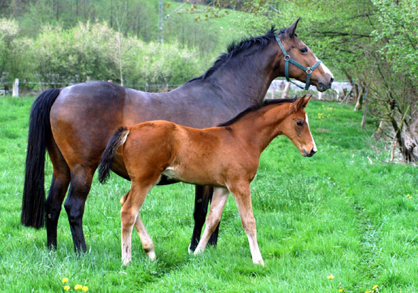 Weideaustrieb der Junghengste, Trakehner Gestt Hmelschenburg