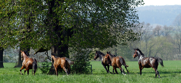 Weideaustrieb der Junghengste, Trakehner Gestt Hmelschenburg