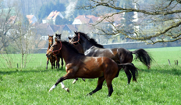 Weideaustrieb der Junghengste, Trakehner Gestt Hmelschenburg