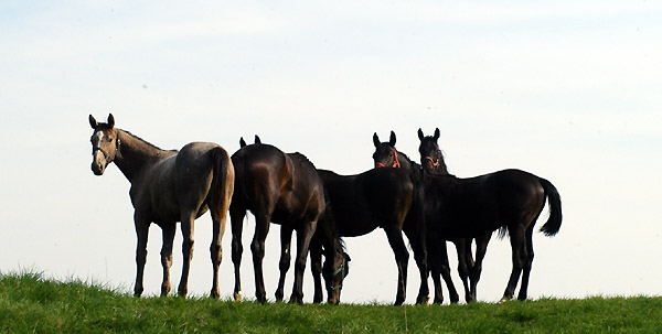 Weideaustrieb der Jhrlingshengste, Trakehner Gestt Hmelschenburg