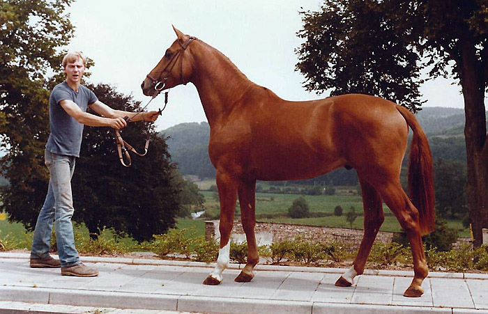Zweijhriger Trakehner Hengst Wellington v. Ibikus u.d. Wanja v. Carajan an der Hand von Lars Gehrmann, Foto: Langels 
