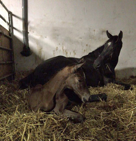 Stutfohlen von High Motion x Florentianer - Foto: Willi Feltes