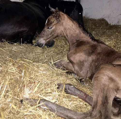 Stutfohlen von High Motion x Florentianer - Foto: Willi Feltes