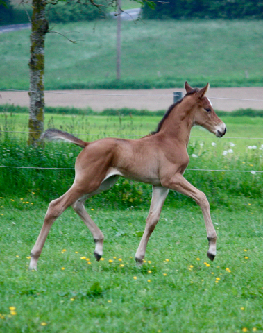 4 Tage alt: Stutfohlen von High Motion x Florentianer - Foto: Willi Feltes