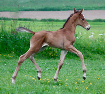 Halensee - Stutfohlen von High Motion u.d. Farfallina v. Florentianer, Foto: Willi Feltes