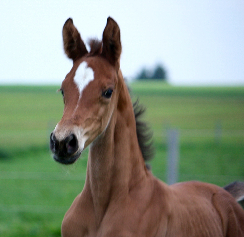 4 Tage alt: Stutfohlen von High Motion x Florentianer - Foto: Willi Feltes
