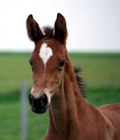 4 Tage alt: Stutfohlen von High Motion x Florentianer - Foto: Willi Feltes
