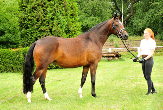 Prmienstute Gabbana von High Motion - Trakehner Gestt Hmelschenburg - Beate Langels