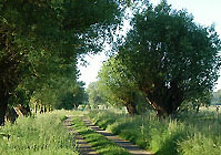 Hmelschenburger Pferde im Gestt Schplitz