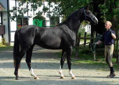 3-jhriger Trakehner Wallach v. Alter Fritz u.d. Giannina v. Exclusiv u.d. Georgina v. Kostolany u.d. Gondola v. Ibikus