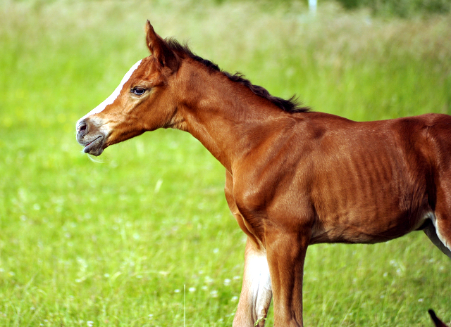 Stutfohlen von Saint Cyr x Friedensfrst - 3 Tage alt