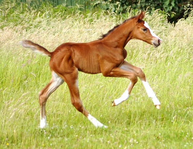 Stutfohlen von Saint Cyr x Friedensfrst - 3 Tage alt