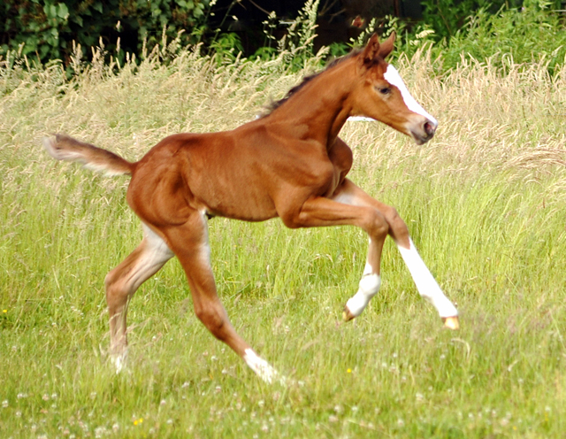 Stutfohlen von Saint Cyr x Friedensfrst - 3 Tage alt