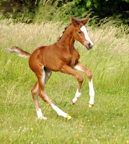 Stutfohlen von Saint Cyr x Friedensfrst - 3 Tage alt