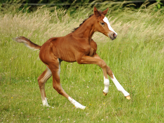 Stutfohlen von Saint Cyr x Friedensfrst - 3 Tage alt