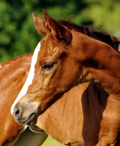 Stutfohlen von Saint Cyr x Friedensfrst - 3 Tage alt