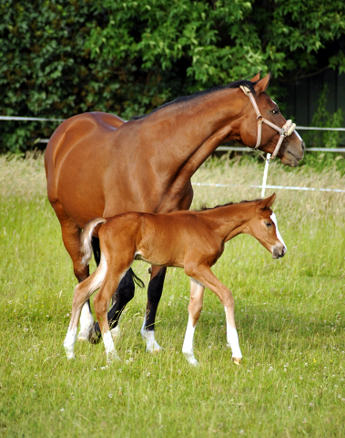 Stutfohlen von Saint Cyr x Friedensfrst - 3 Tage alt
