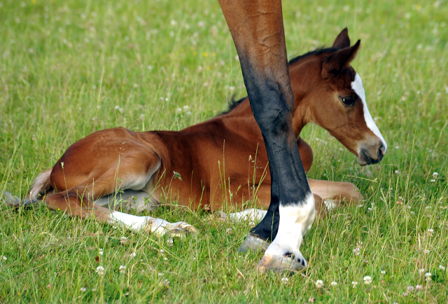 Stutfohlen von Saint Cyr x Friedensfrst - 3 Tage alt