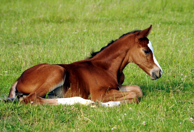 Stutfohlen von Saint Cyr x Friedensfrst - 3 Tage alt