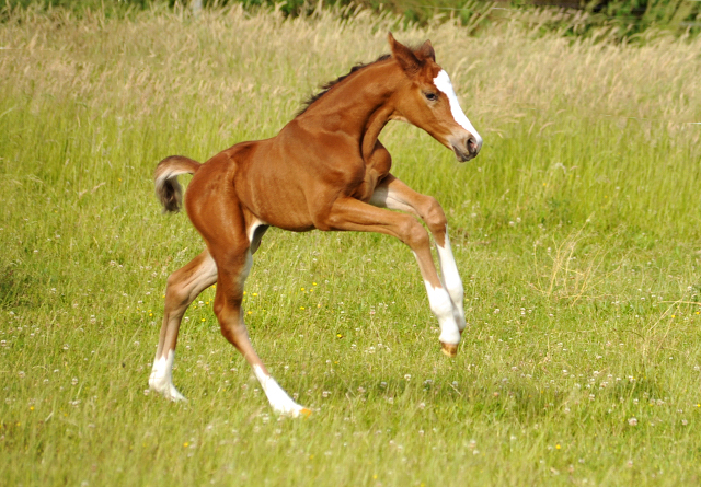 Stutfohlen von Saint Cyr x Friedensfrst - 3 Tage alt