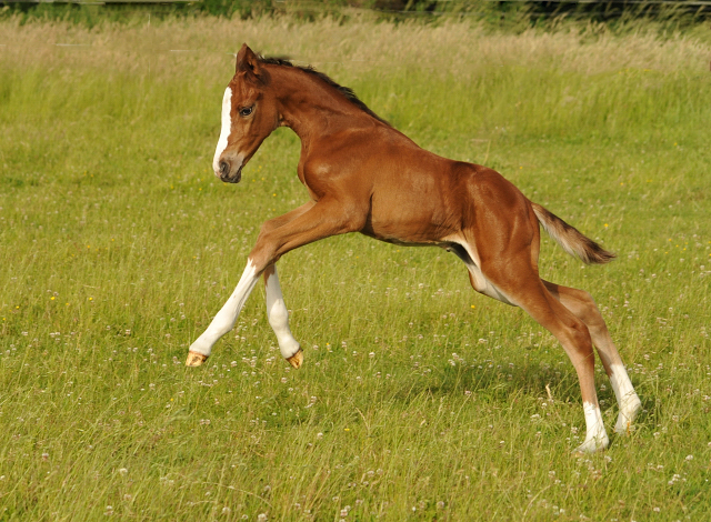 Stutfohlen von Saint Cyr x Friedensfrst - 3 Tage alt
