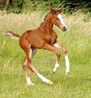 Stutfohlen von Saint Cyr x Friedensfrst - Foto: Beate Langels