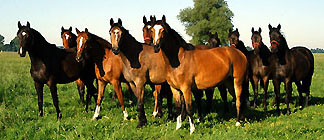 Hmelschenburger Pferde im Gestt Schplitz