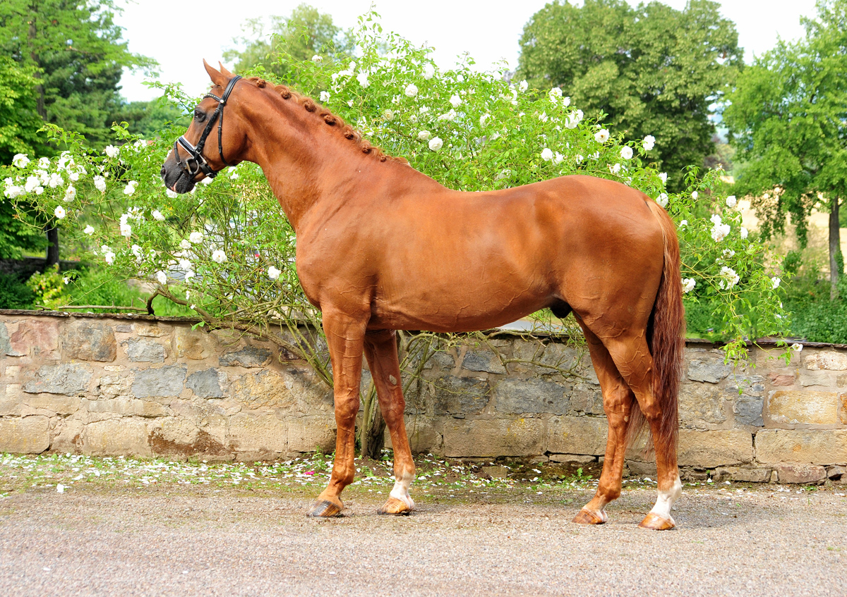 Zauberdeyk von Van Deyk - Foto: Beate Langels - Trakehner Gestt Hmelschenburg