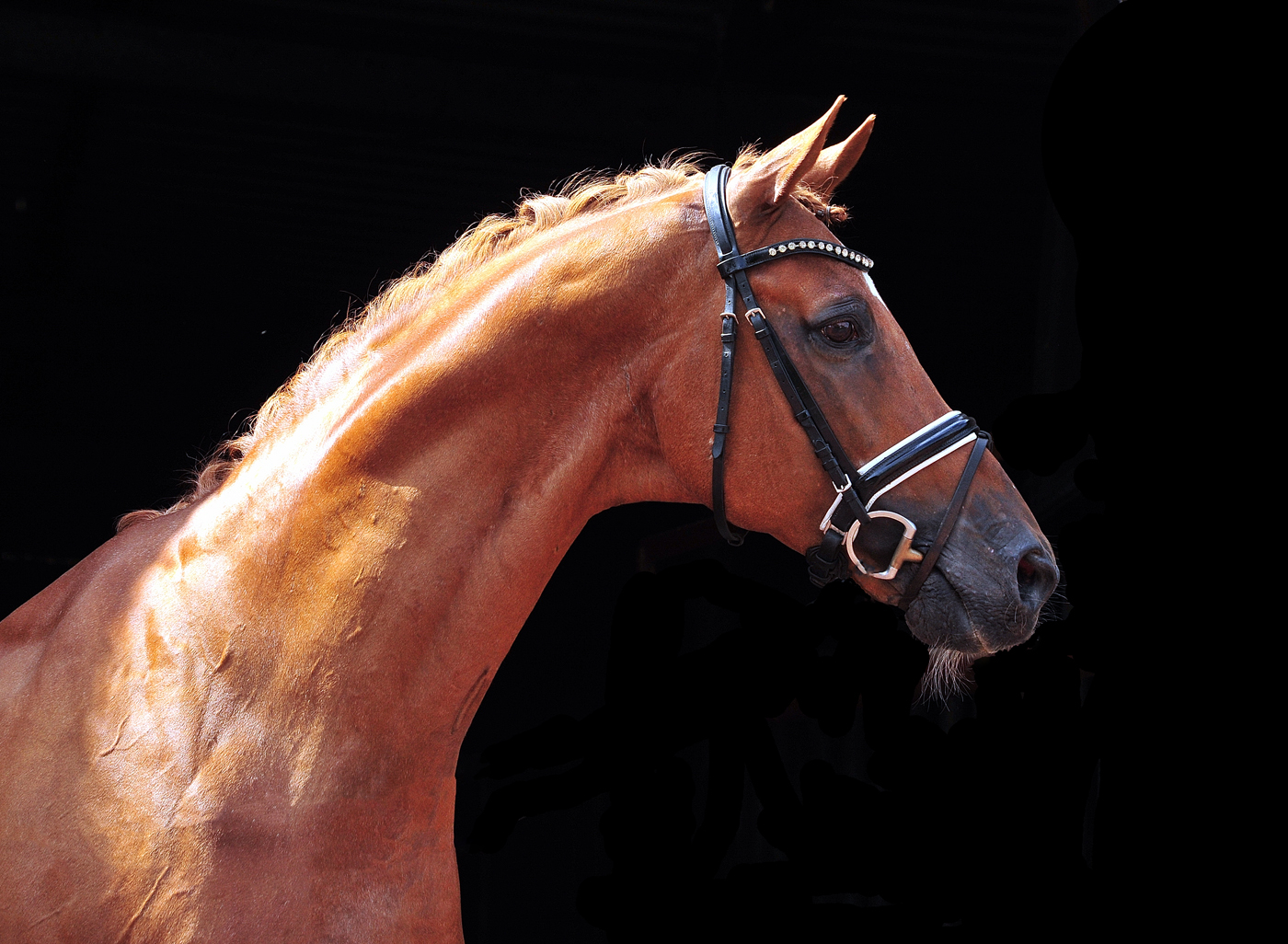 Zauberdeyk von Van Deyk - Foto: Beate Langels - Trakehner Gestt Hmelschenburg