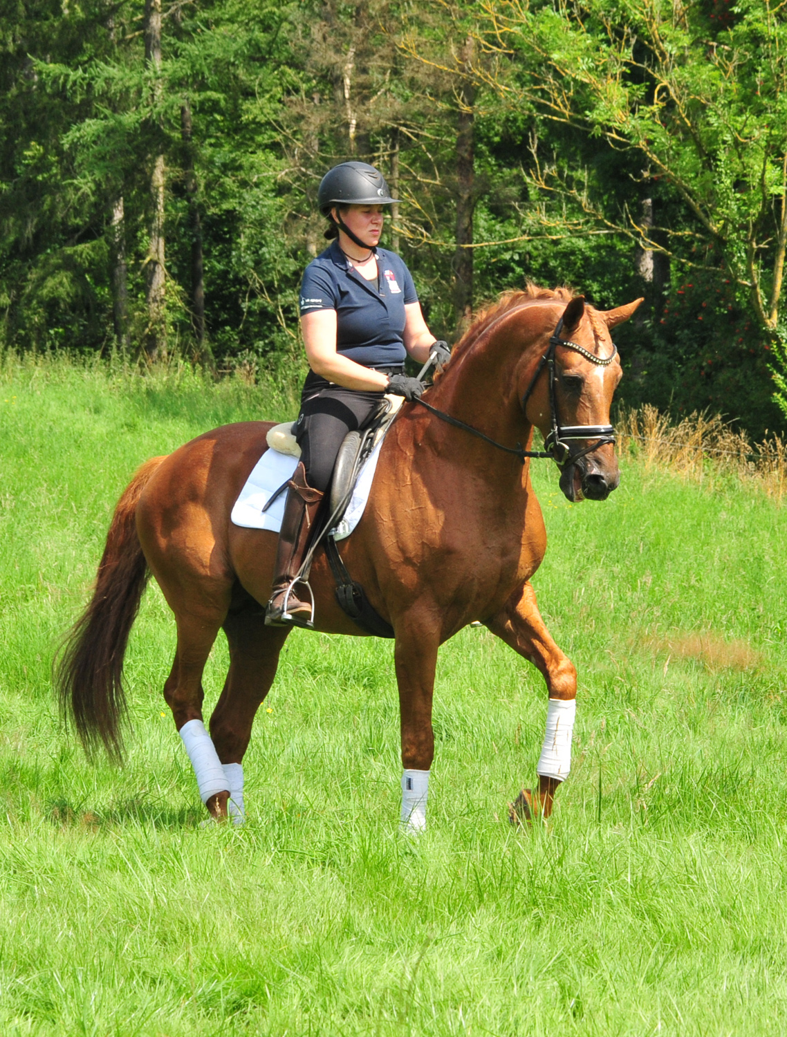 Zauberdeyk von Van Deyk - Foto: Beate Langels - Trakehner Gestt Hmelschenburg