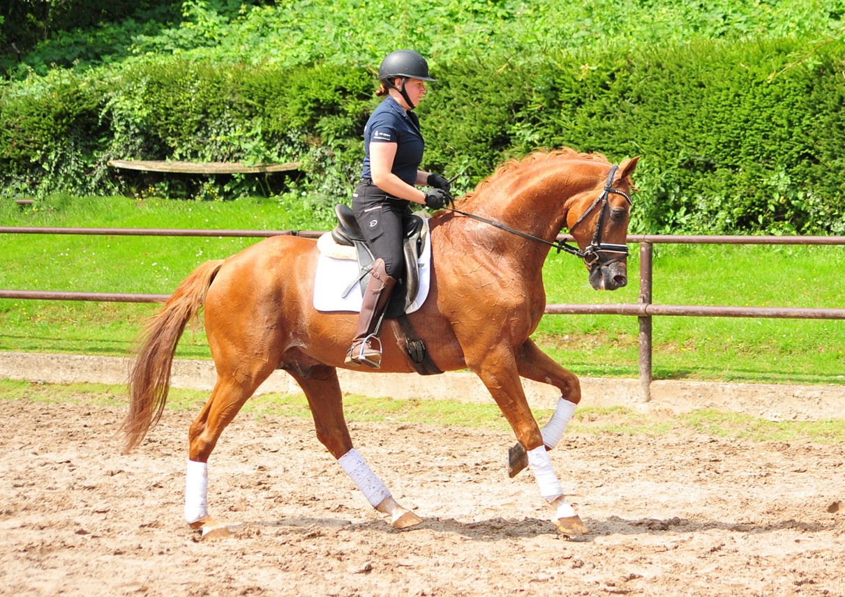 Zauberdeyk von Van Deyk - Foto: Beate Langels - Trakehner Gestt Hmelschenburg