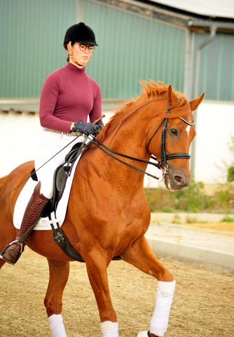 Trakehner Hengst Zauberdeyk v. Van Deyk - Friedensfrst - Trakehner Gestt Hmelschenburg - Foto: Beate Langels