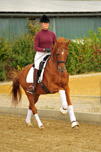 Trakehner Hengst Zauberdeyk v. Van Deyk - Friedensfrst - Trakehner Gestt Hmelschenburg - Foto: Beate Langels