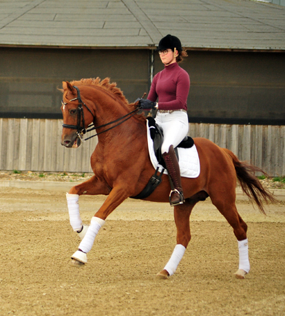 Trakehner Hengst Zauberdeyk v. Van Deyk - Friedensfrst - Trakehner Gestt Hmelschenburg - Foto: Beate Langels