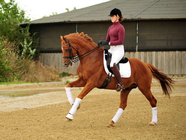 Trakehner Hengst Zauberdeyk v. Van Deyk - Friedensfrst - Trakehner Gestt Hmelschenburg - Foto: Beate Langels