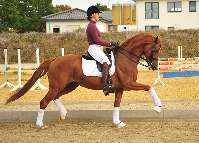 Trakehner Hengst Zauberdeyk v. Van Deyk - Friedensfrst - Trakehner Gestt Hmelschenburg - Foto: Beate Langels