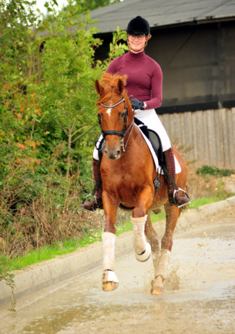 Trakehner Hengst Zauberdeyk v. Van Deyk - Friedensfrst - Trakehner Gestt Hmelschenburg - Foto: Beate Langels