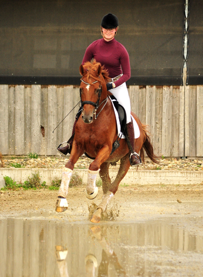 Trakehner Hengst Zauberdeyk v. Van Deyk - Friedensfrst - Trakehner Gestt Hmelschenburg - Foto: Beate Langels