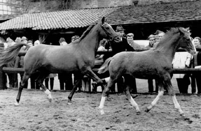 Zauberlied v. Lateran