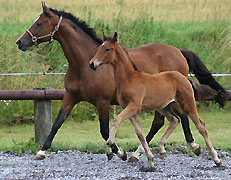Hengstfohlen von Showmaster u.d. Tabea v. Summertime